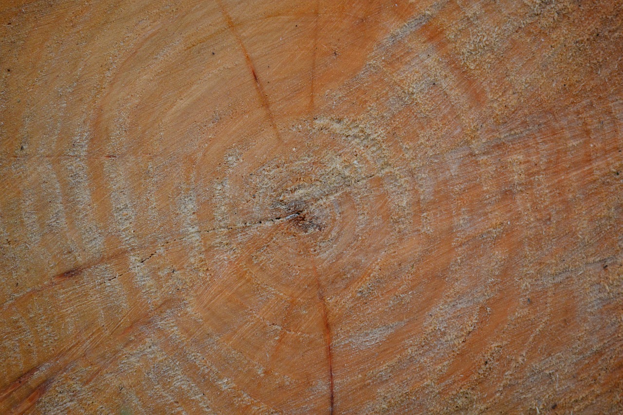 tree wood circles free photo