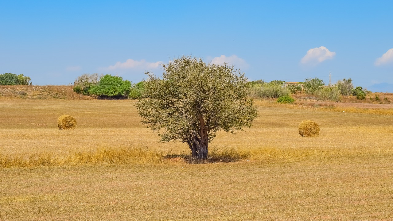 tree hay land free photo