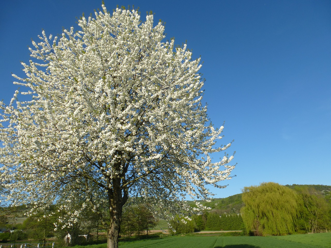 tree blossom bloom free photo