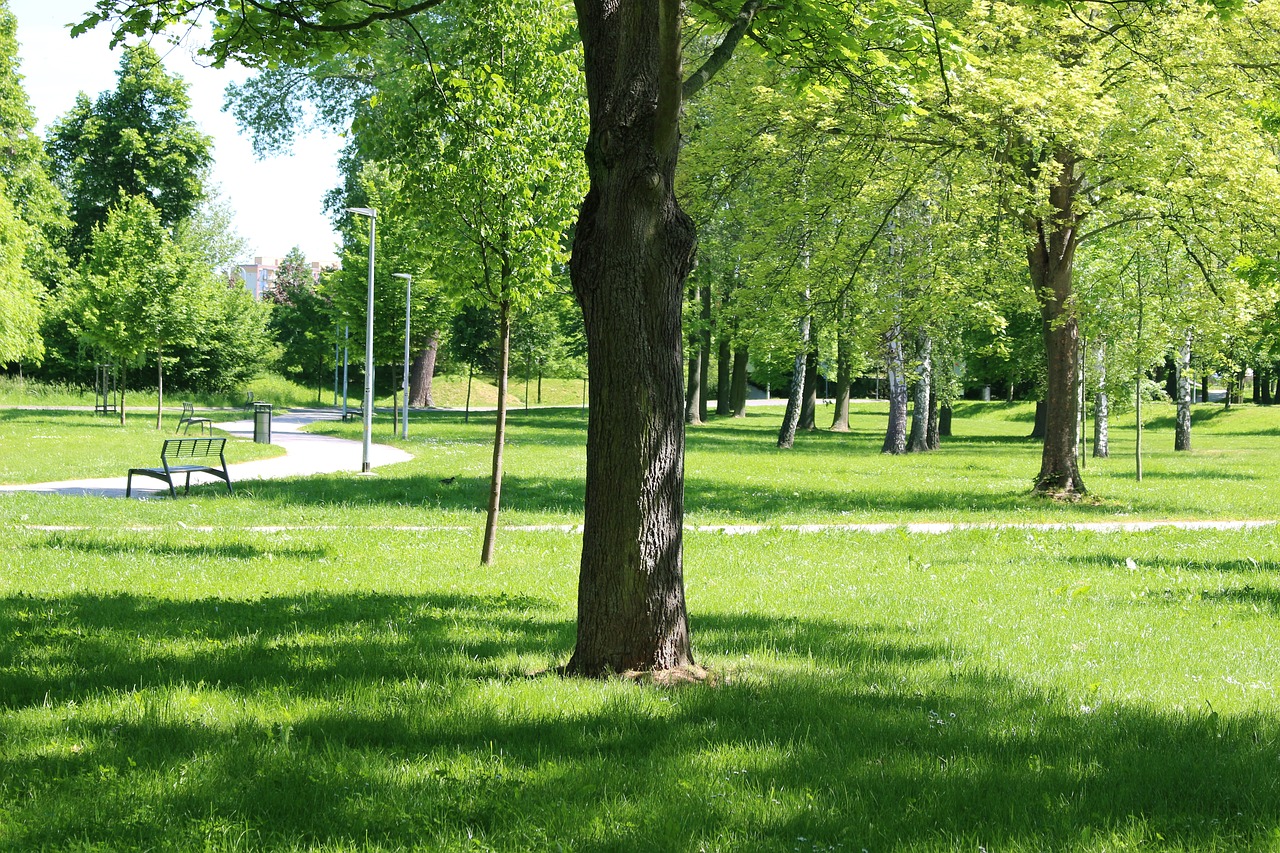 tree park bench free photo