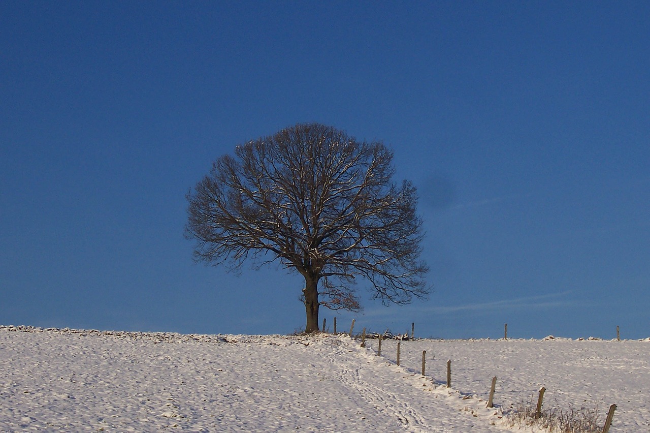 tree snow winter free photo
