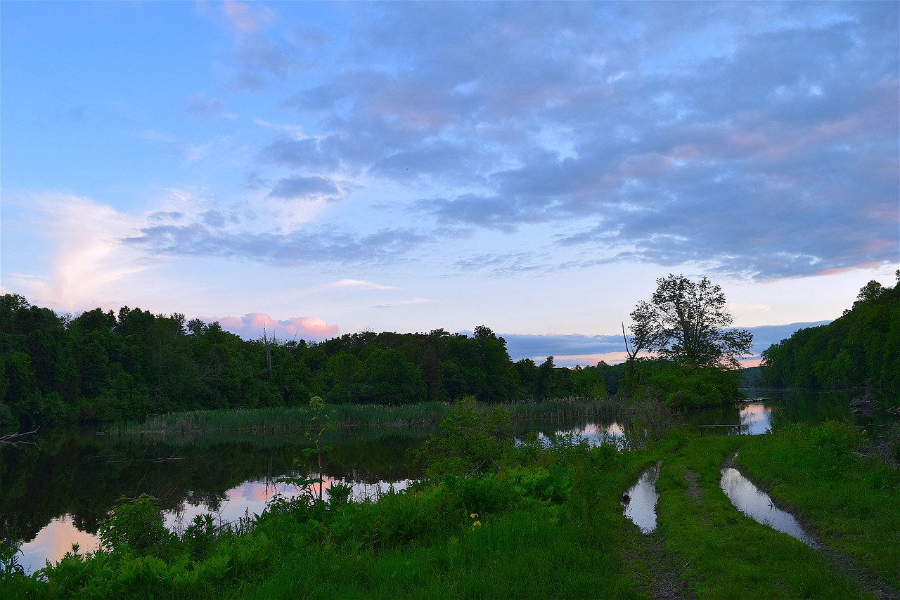 tree lake sunset free photo