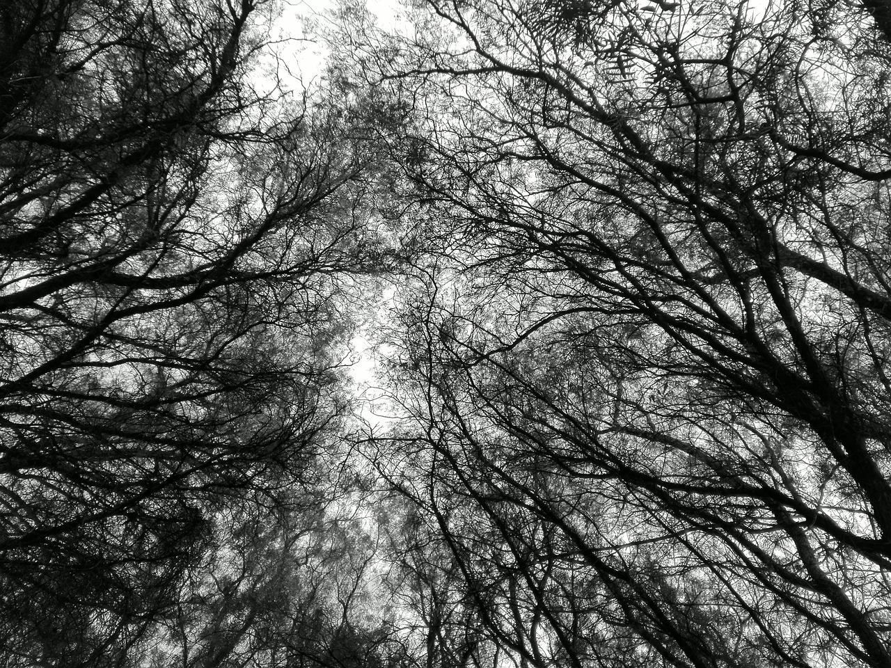 tree black and white trees free photo