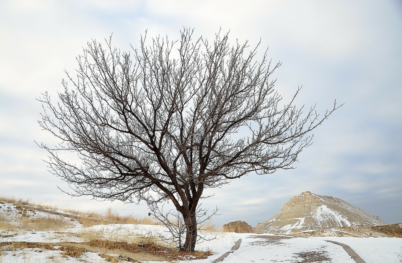 tree winter nature free photo