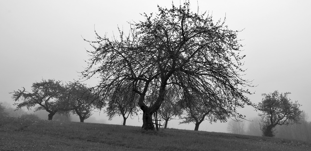 tree sad landscape free photo