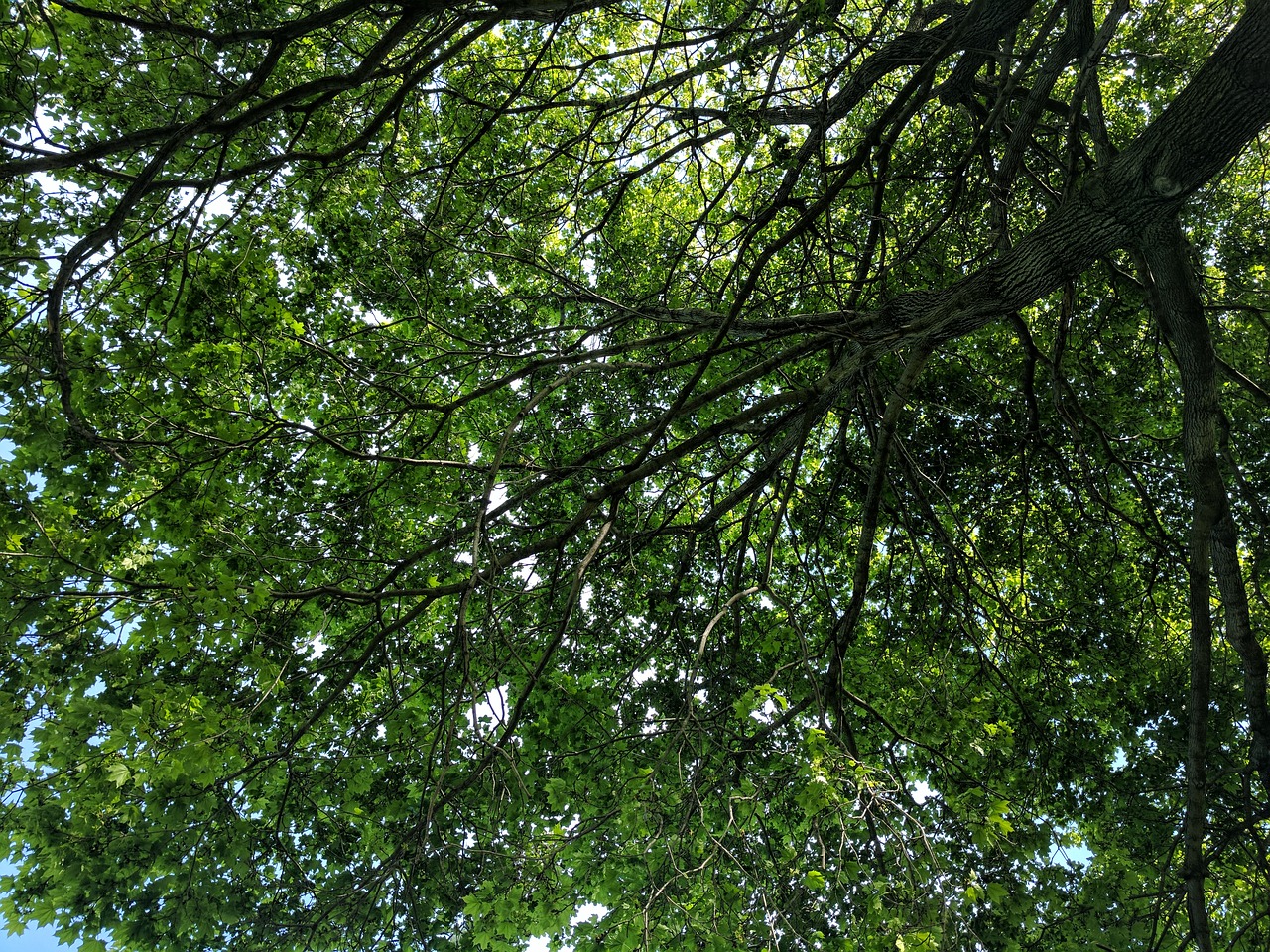 tree shade leafs free photo