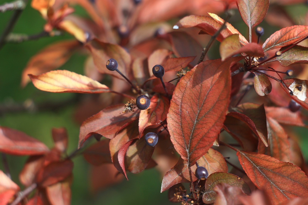 tree color nature free photo