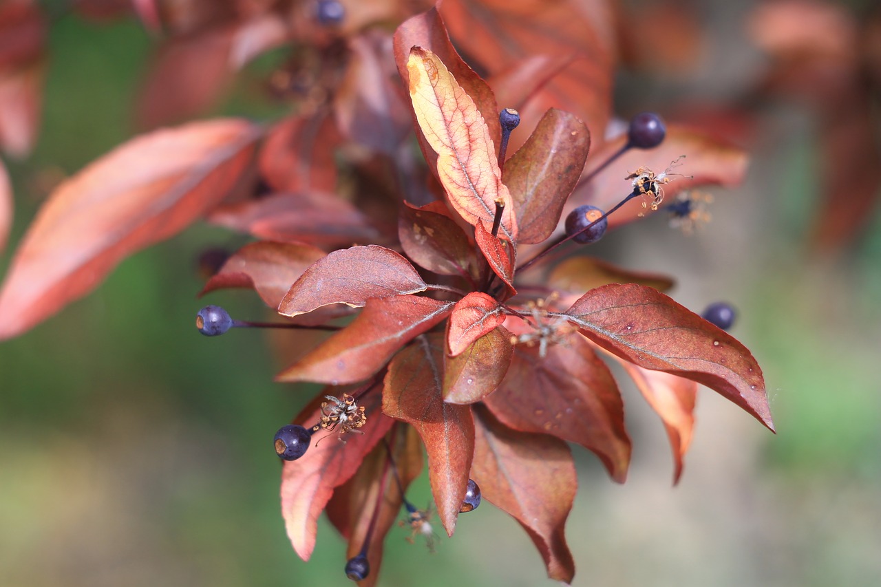 tree color nature free photo