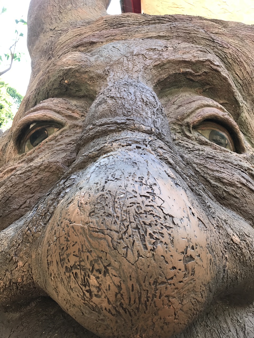 tree face nose free photo