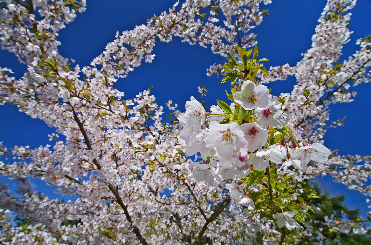 tree spring cherry blossom free photo