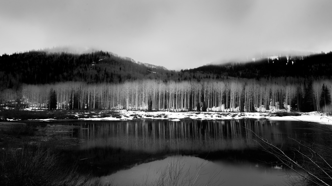 tree landscape black and white free photo