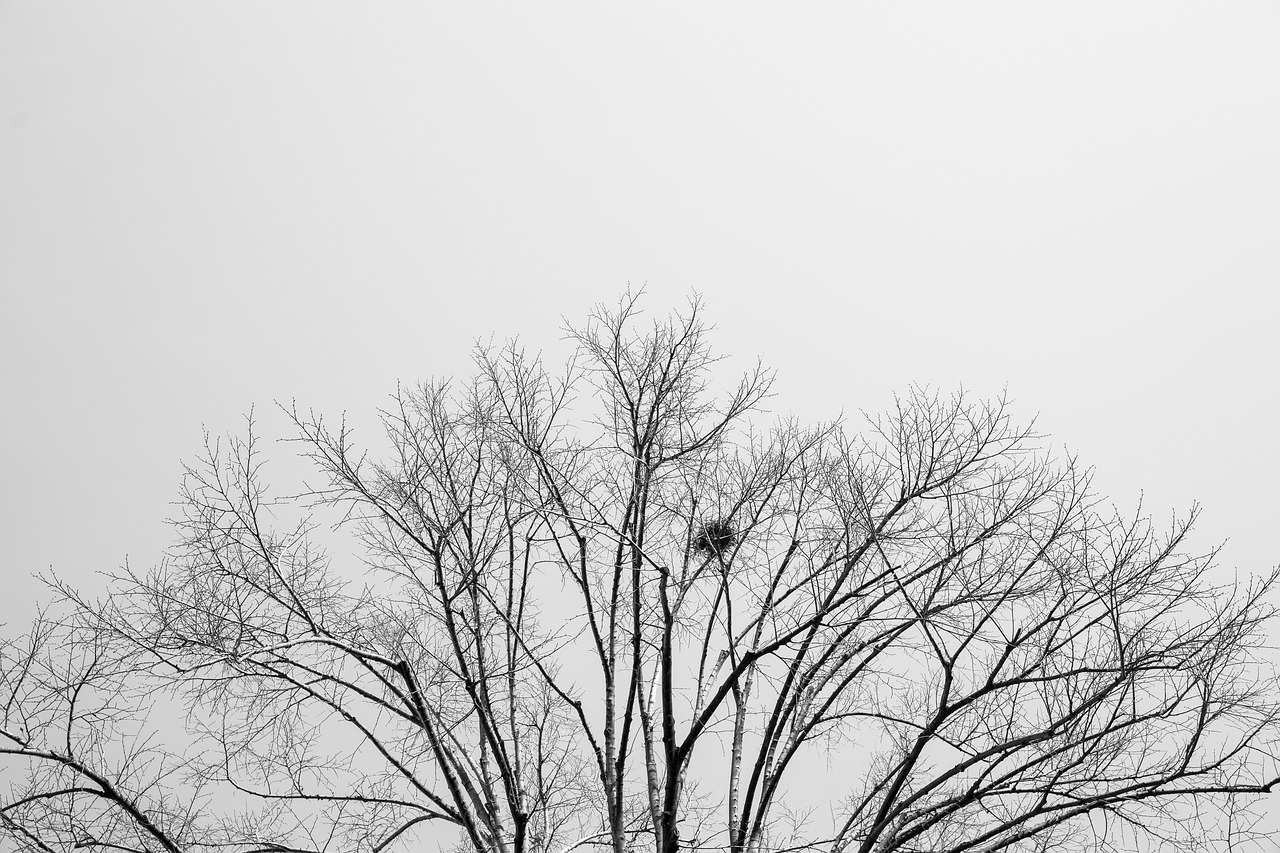tree black and white art free photo