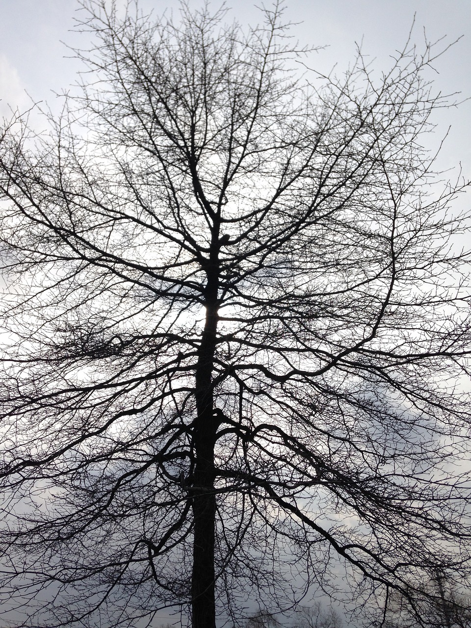 tree black white free photo