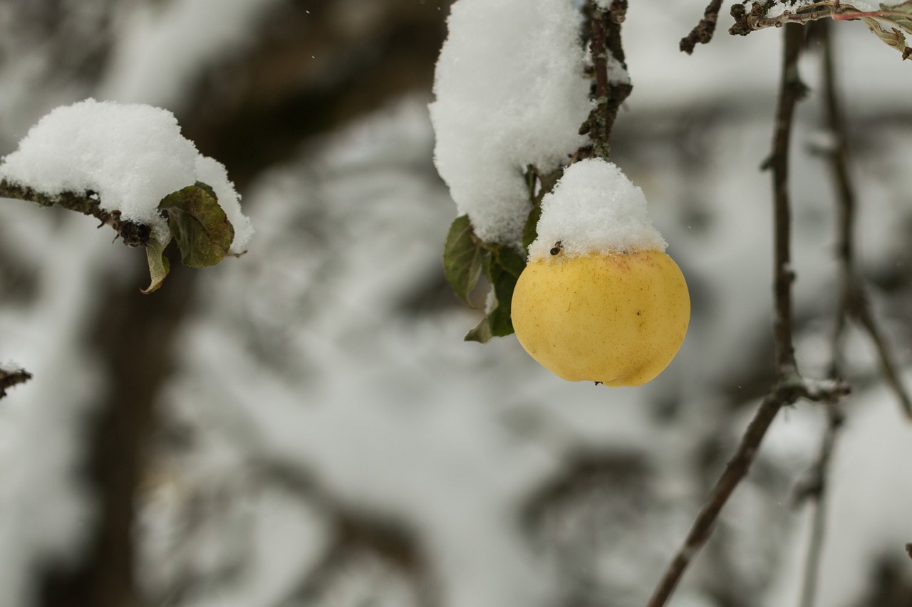 tree apple fruit free photo