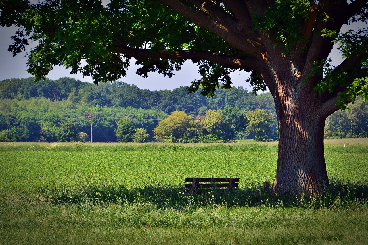 tree oak park bench free photo