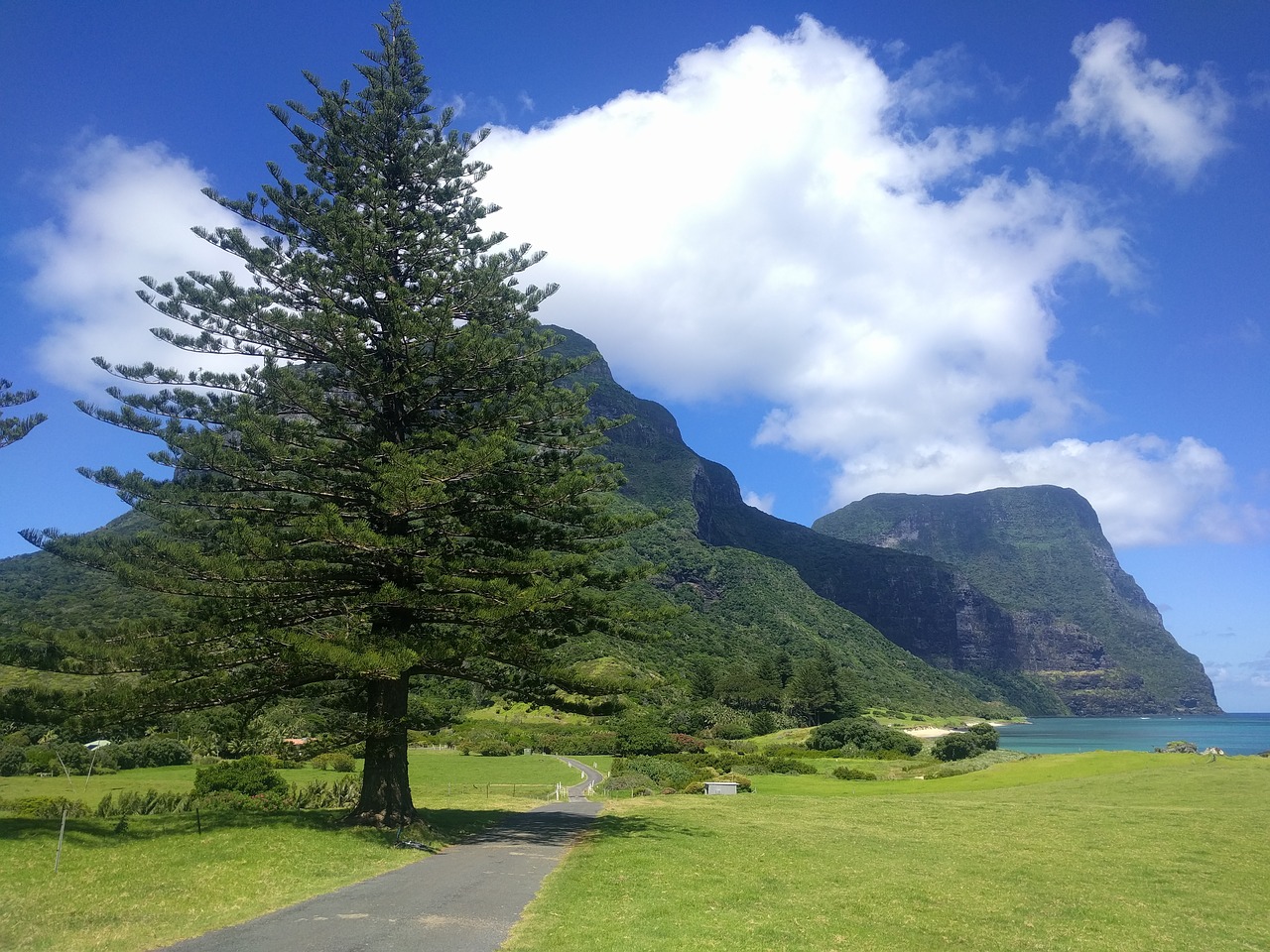 tree path mountain free photo