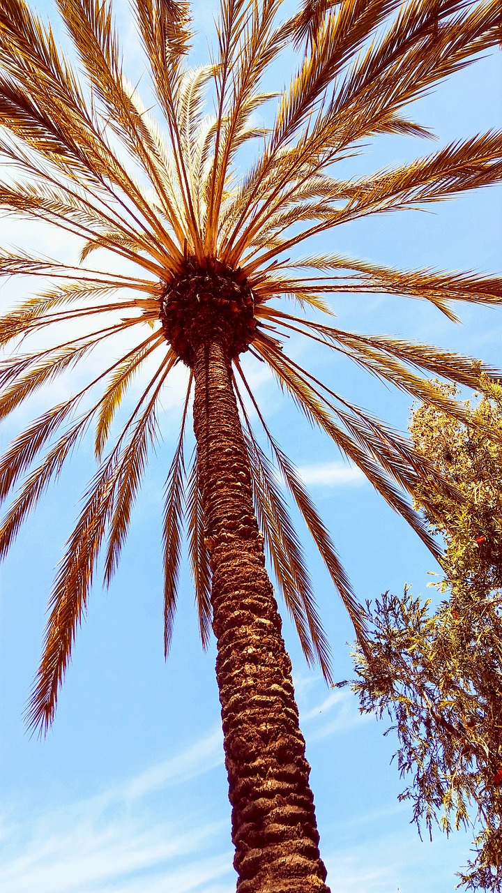 tree palm san diego free photo