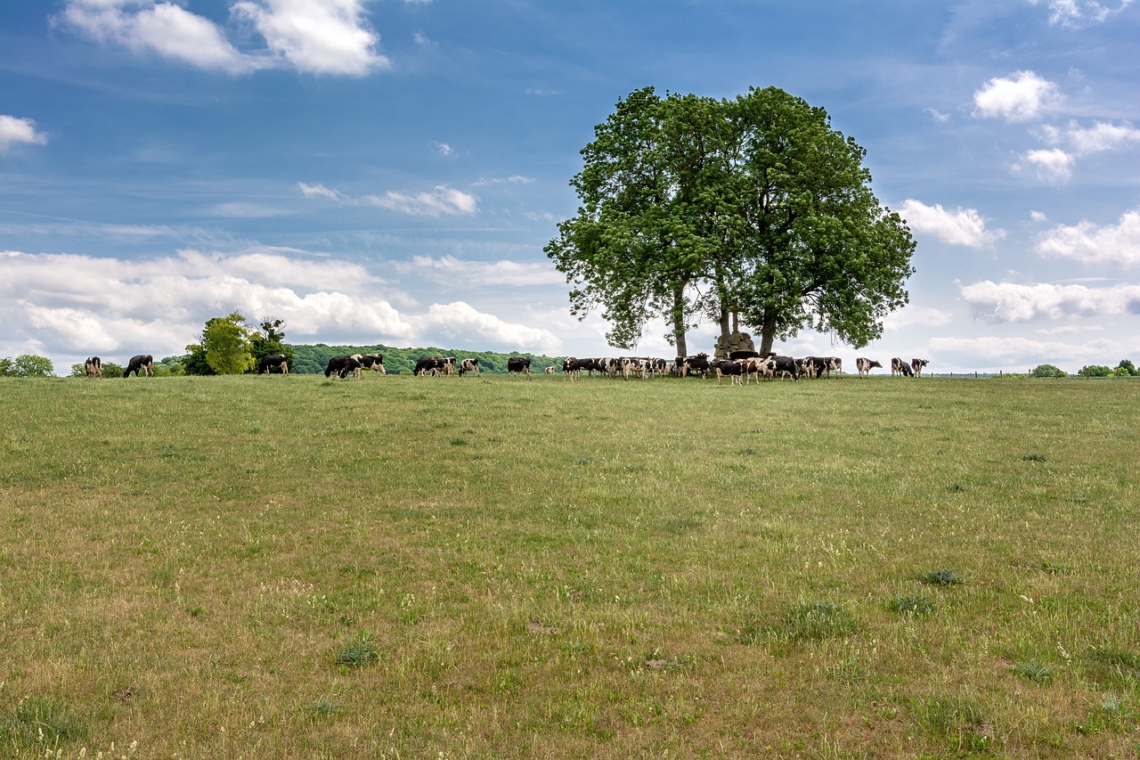 tree meadow cow free photo