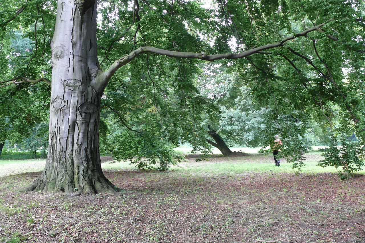 tree landscape nature free photo