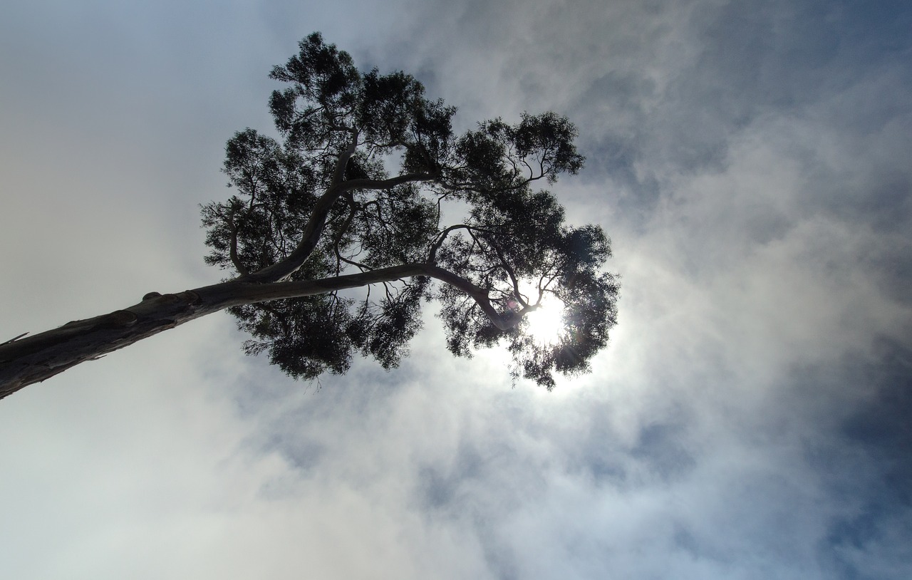 tree himmel cloud free photo