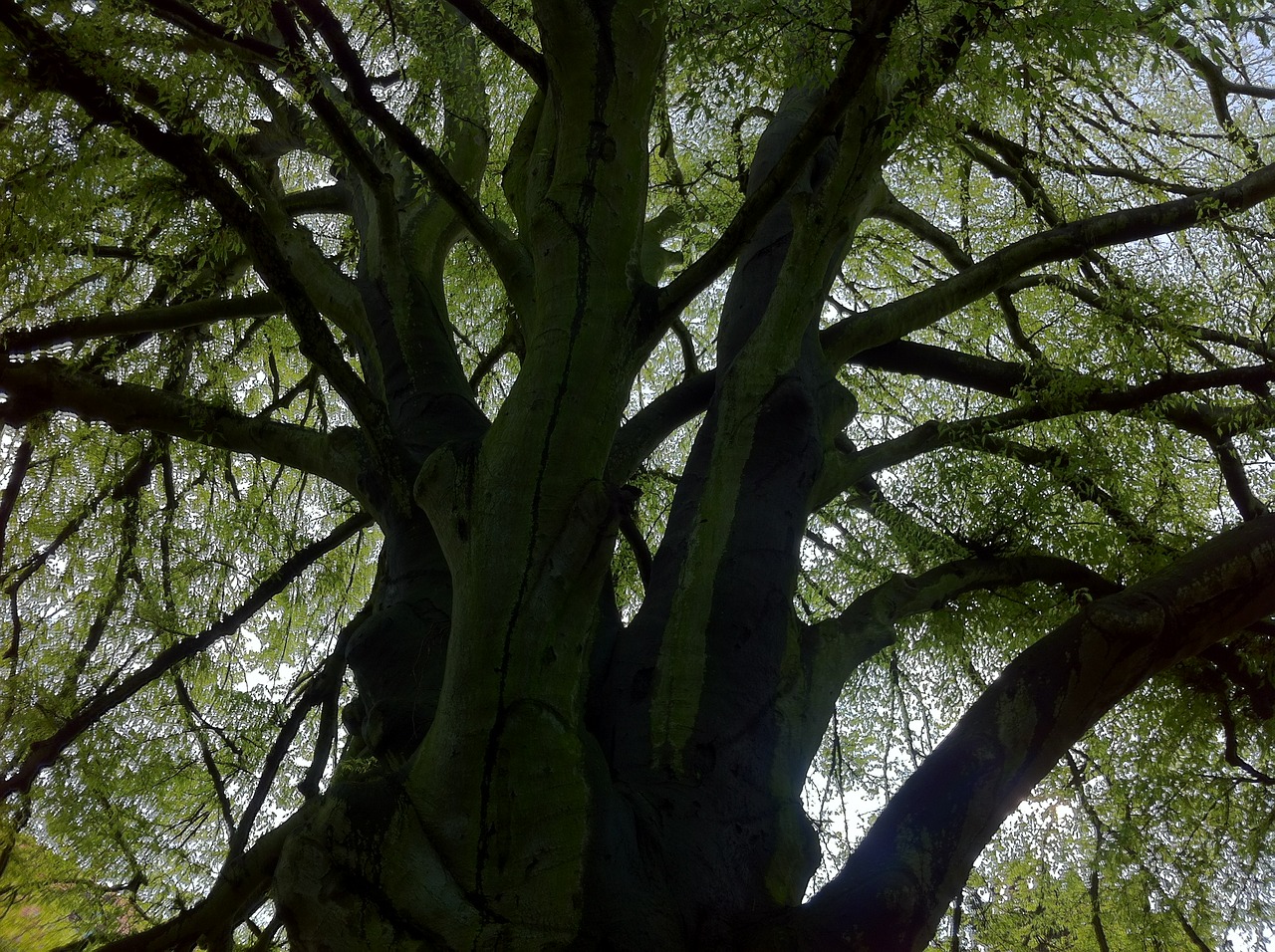 tree nature log free photo