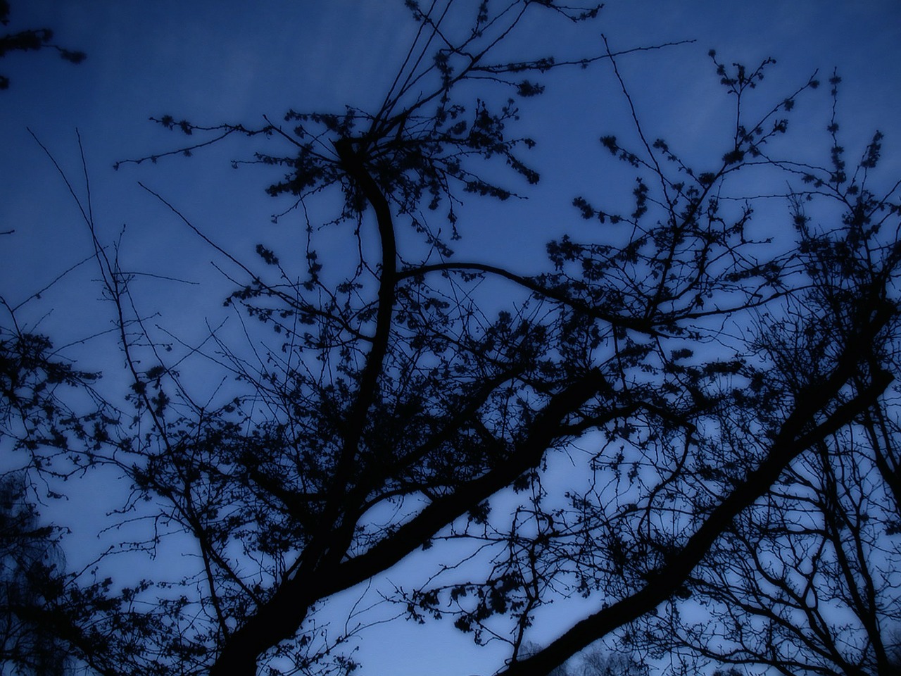 tree at night silhouette free photo