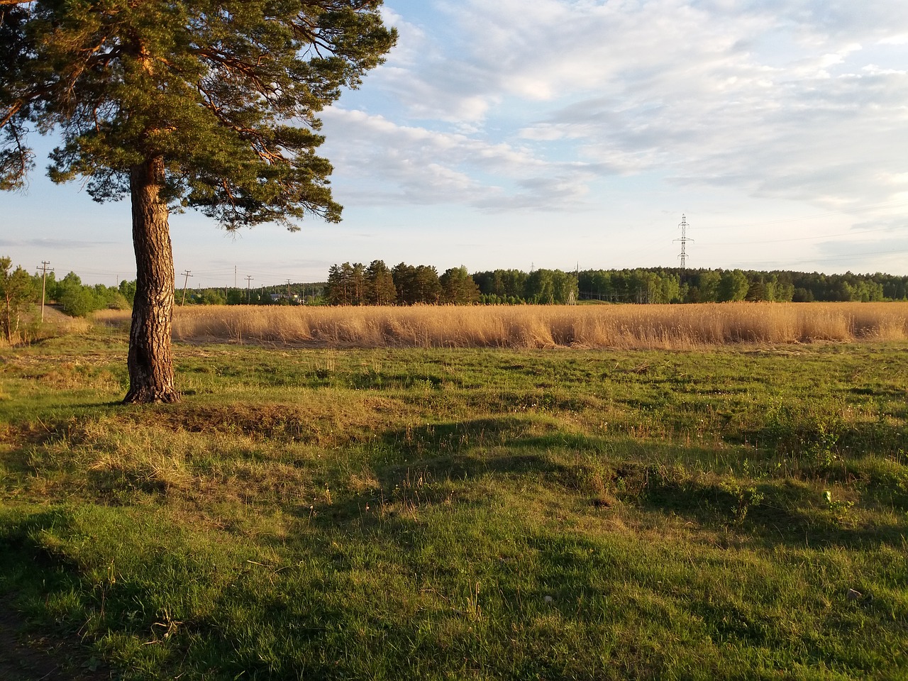 tree field reed free photo