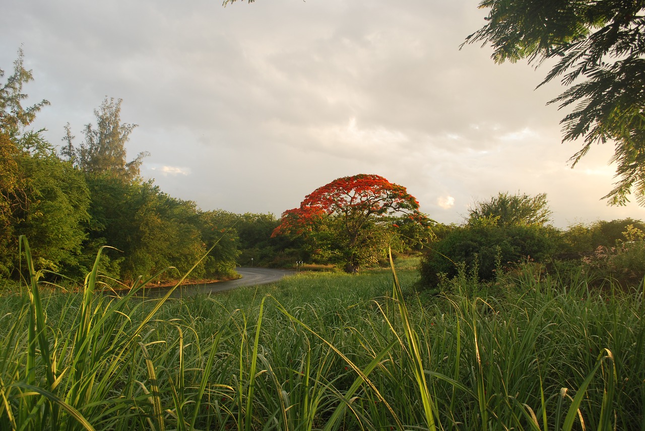 tree mauritius green free photo