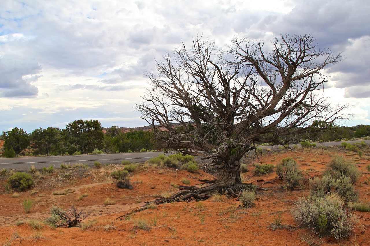 tree desert landscape free photo