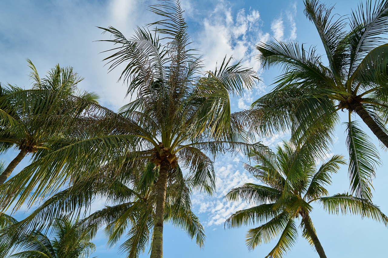 tree palm season free photo