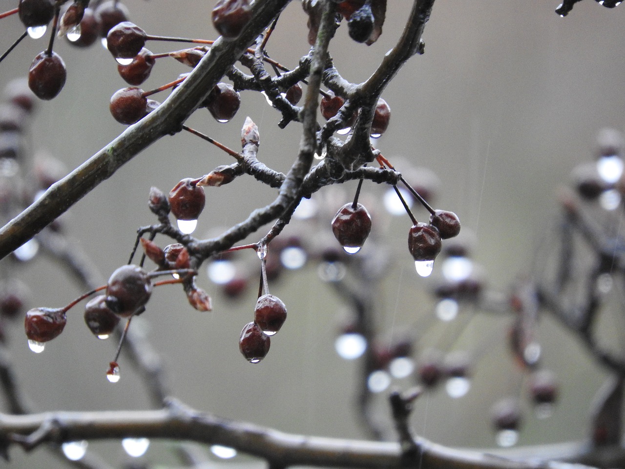 tree nature rain free photo