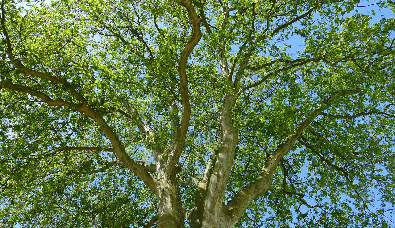 tree crown forest free photo