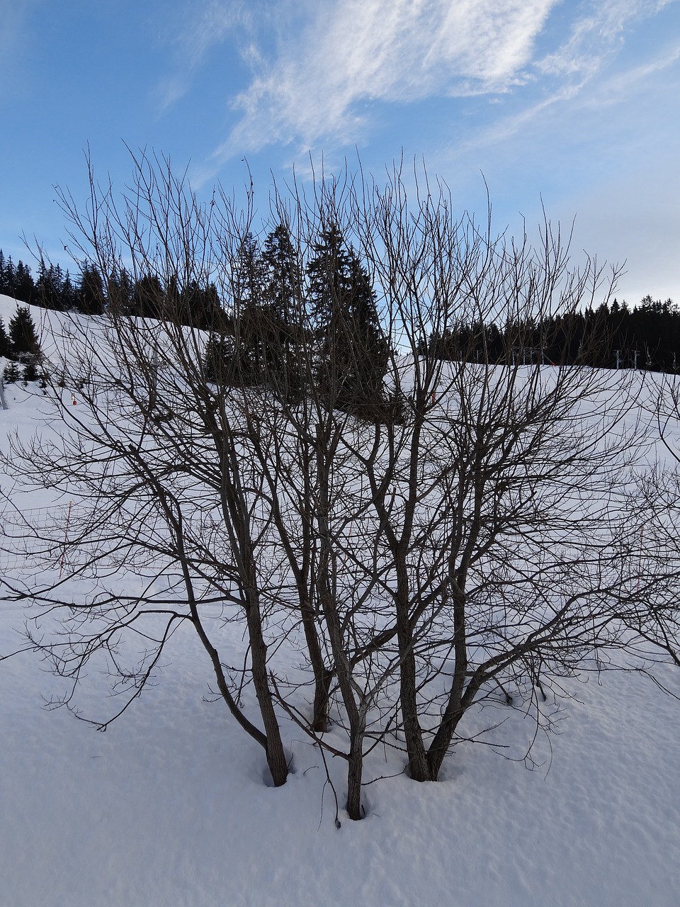 tree snow light and shade free photo