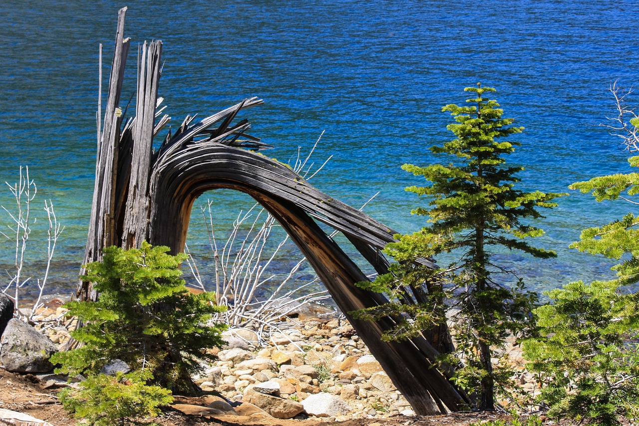 tree water lake tahoe free photo