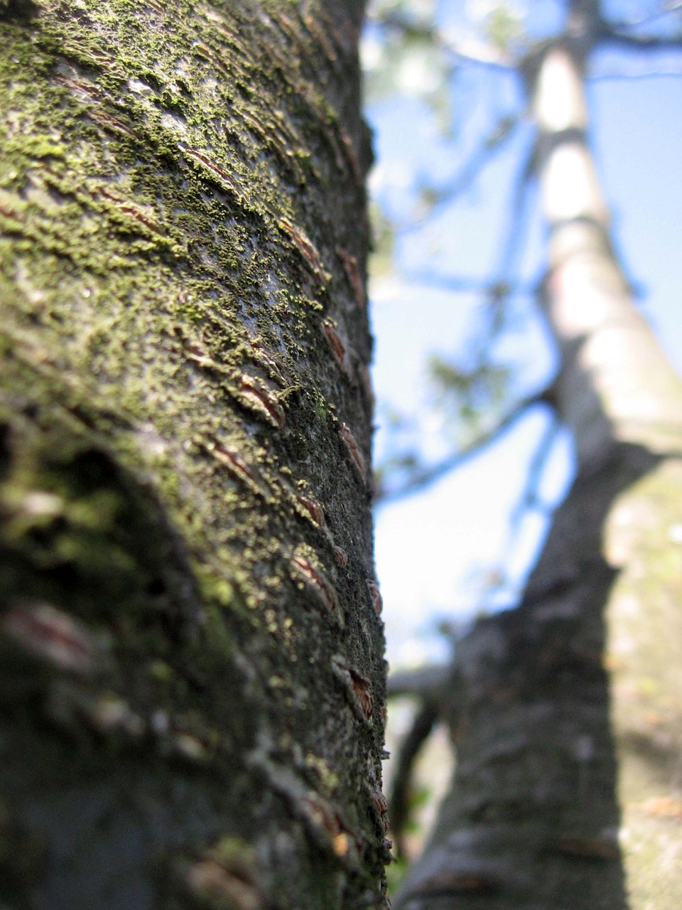 tree bark nature free photo