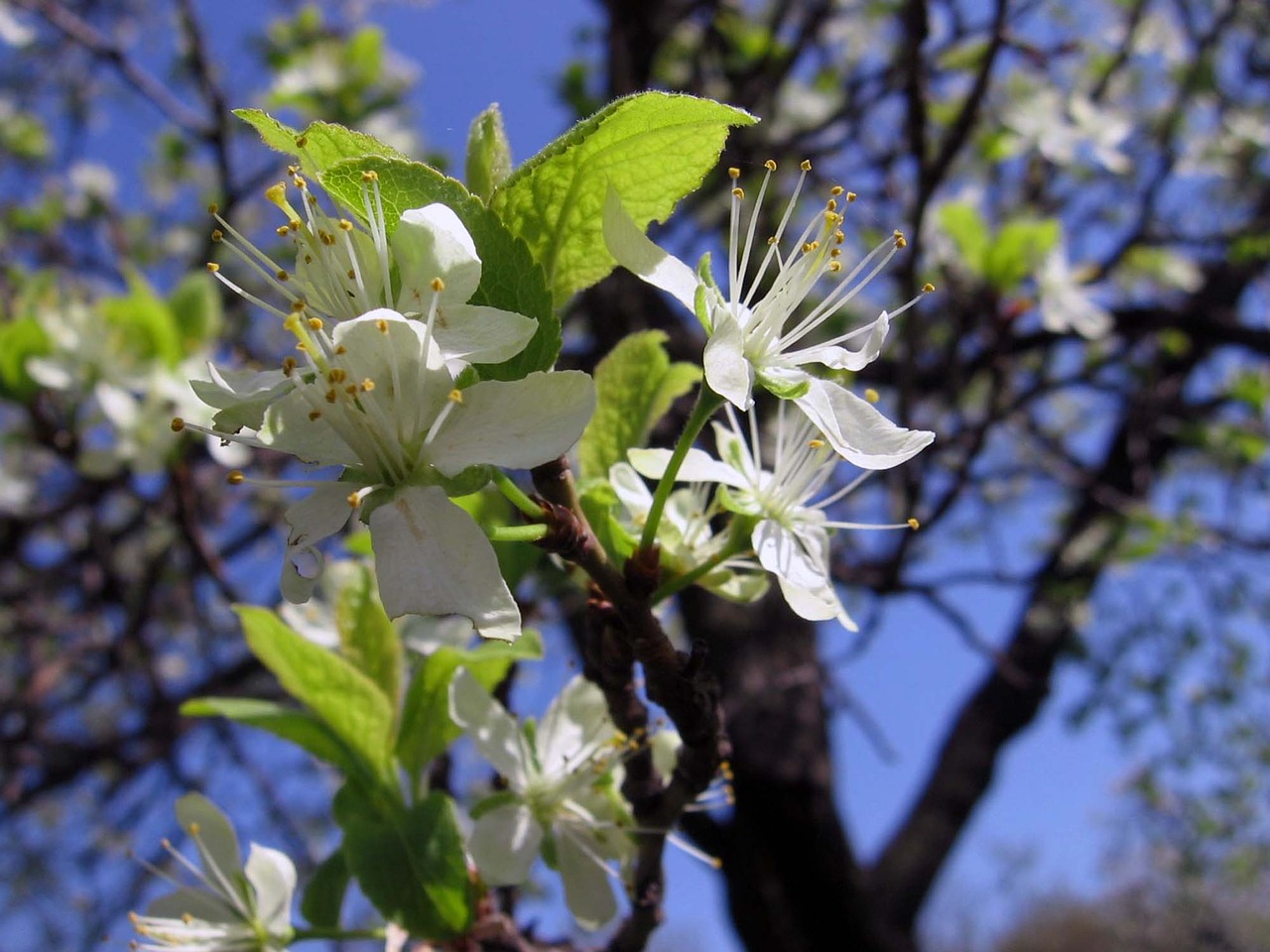 tree flowers buds free photo