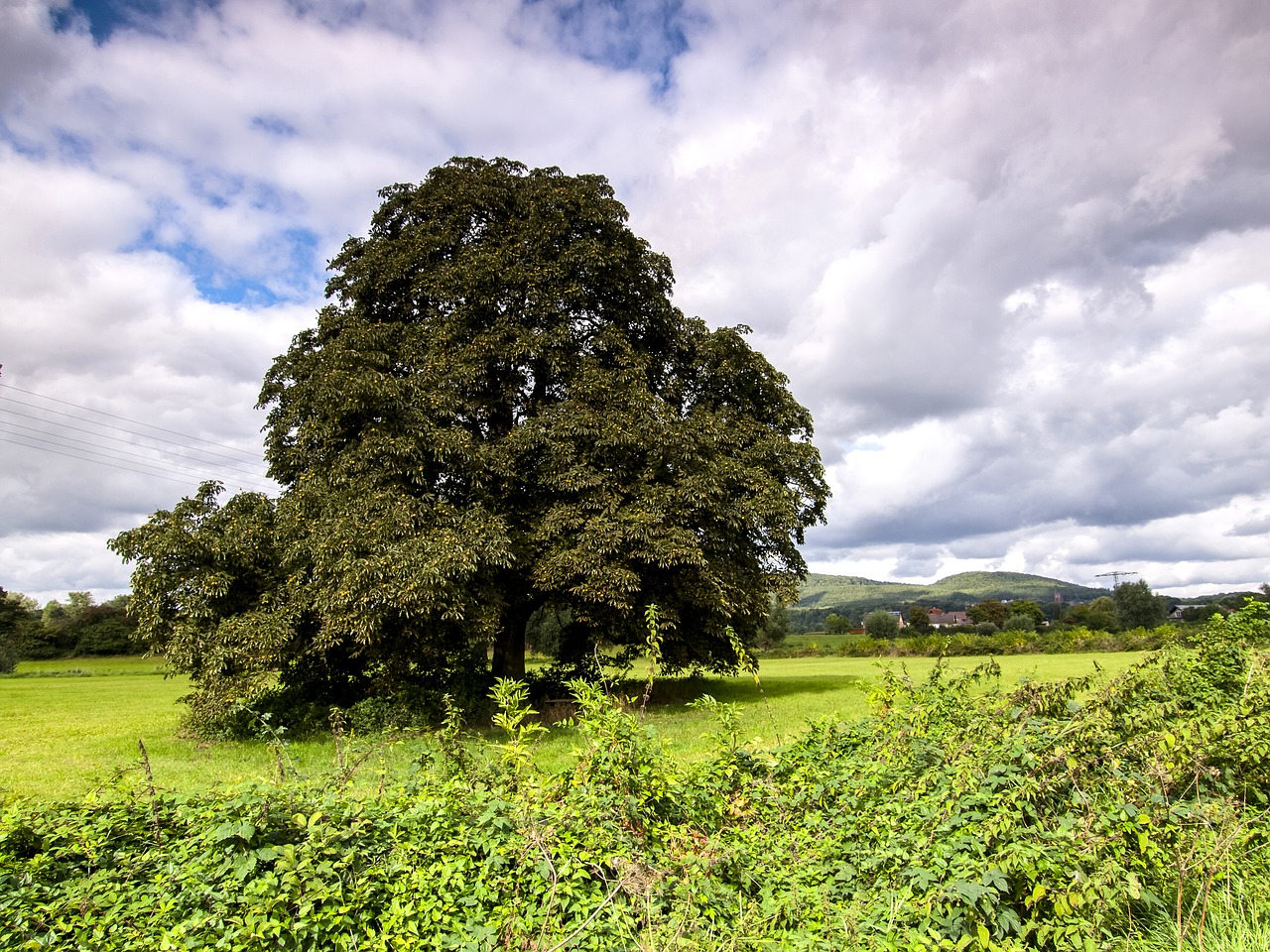 tree landscape nature free photo