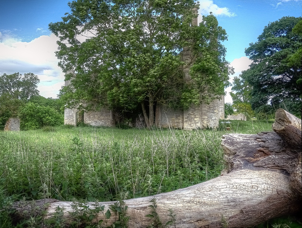 tree landscape grass free photo