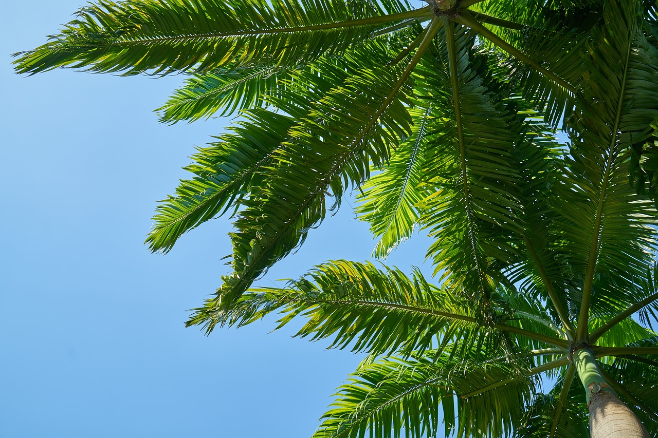 Ветви пальмы листья