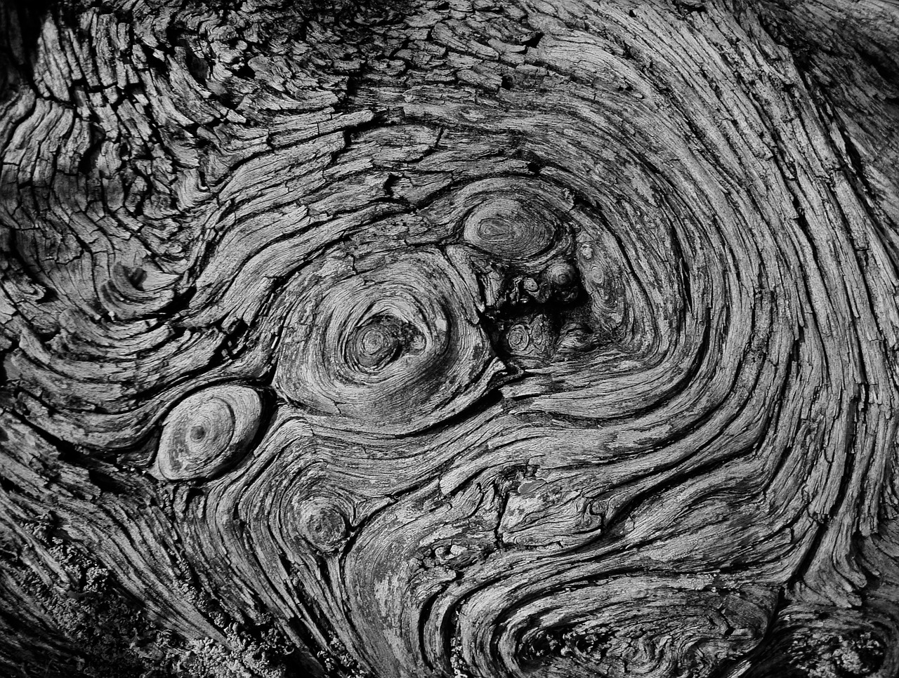 tree pattern black and white free photo