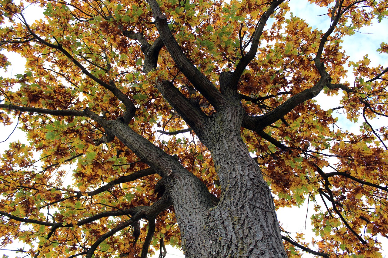 tree tribe autumn free photo