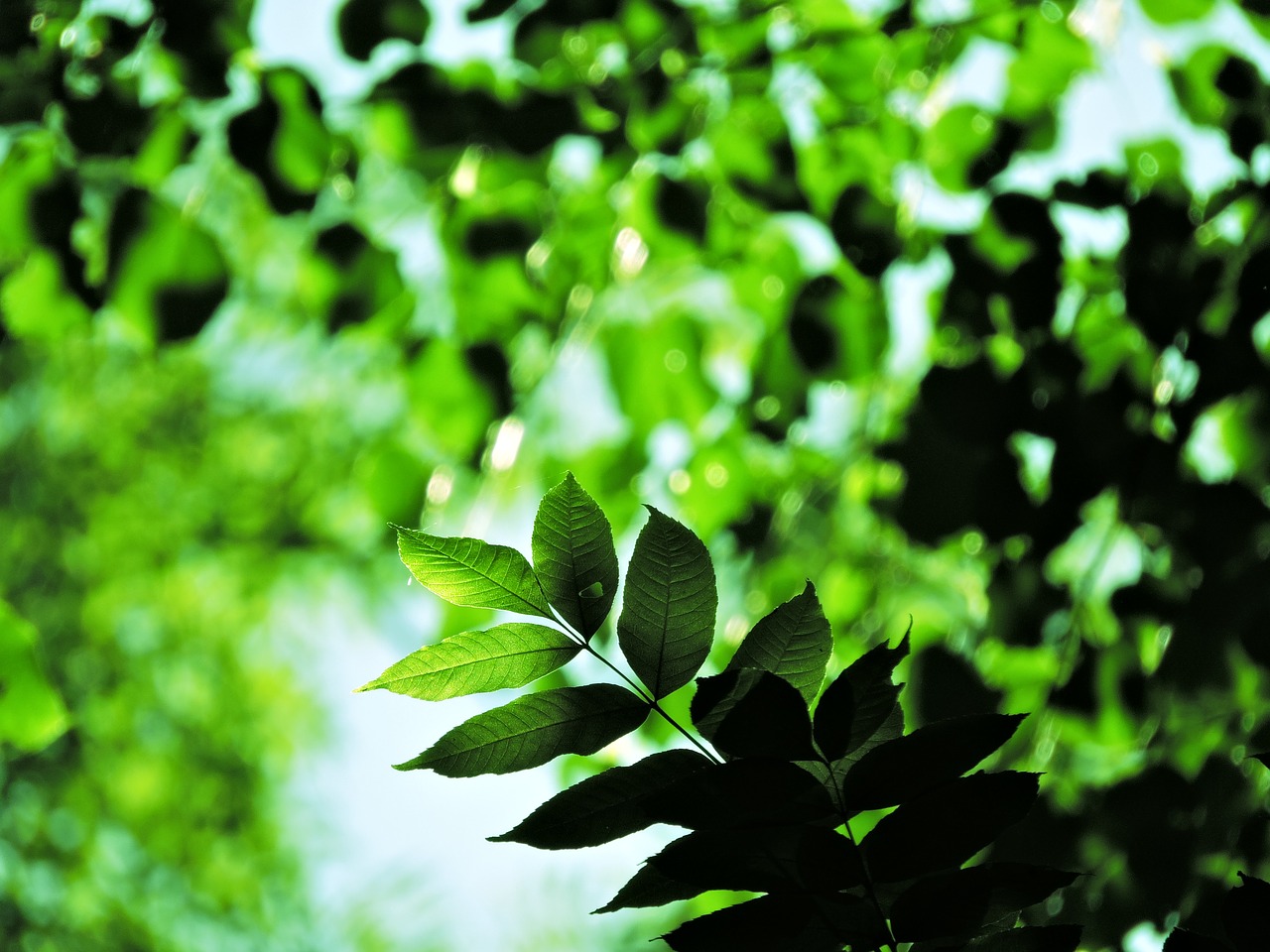 tree green forest free photo