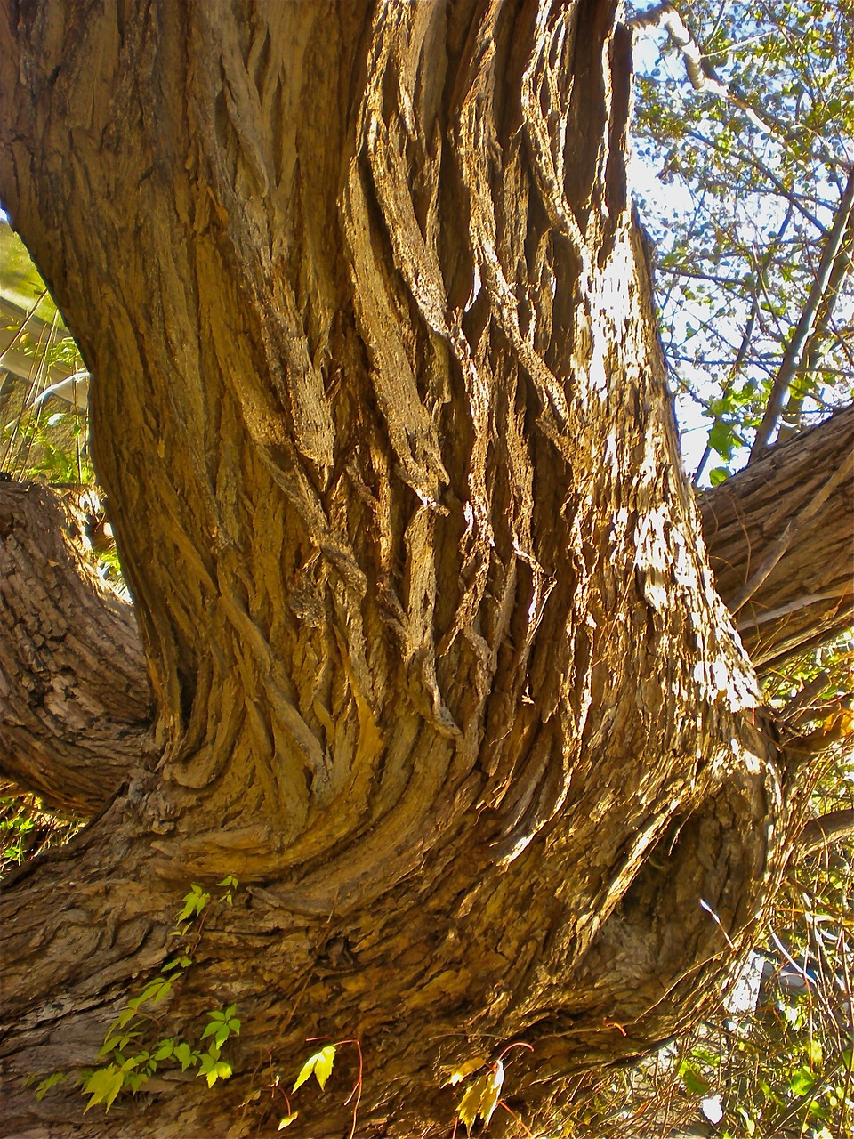 tree bark tribe free photo