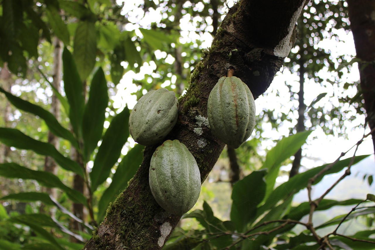 tree fruit coca free photo