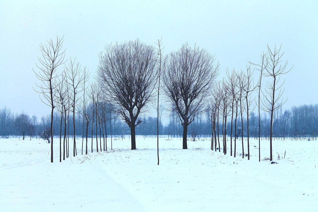 tree forest winter free photo