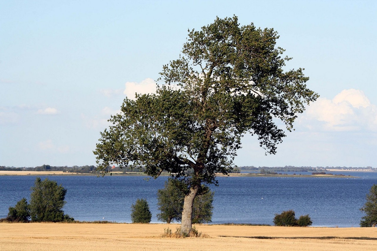 tree mystical haunting free photo