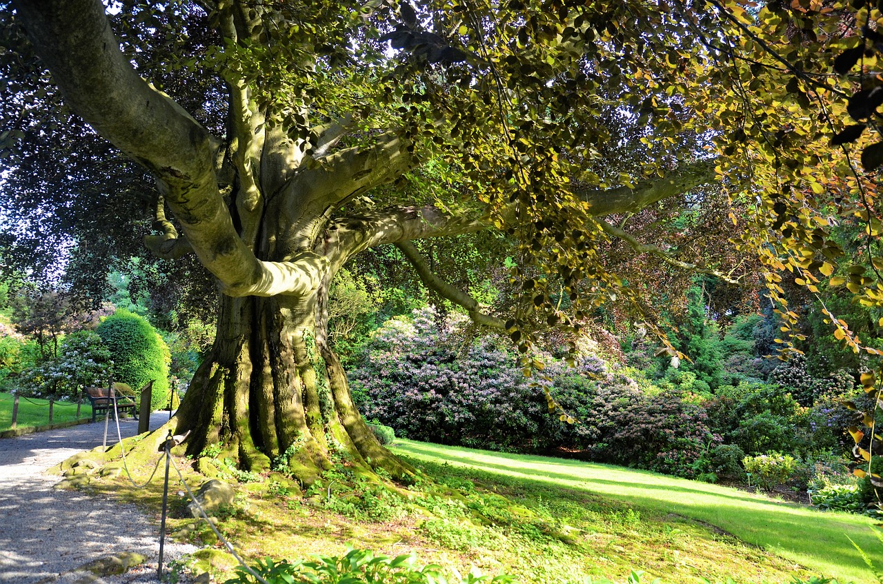 tree nature park free photo