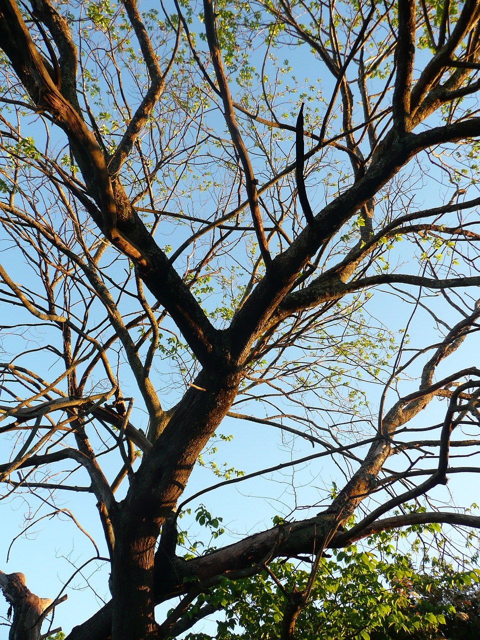 tree sky blue free photo