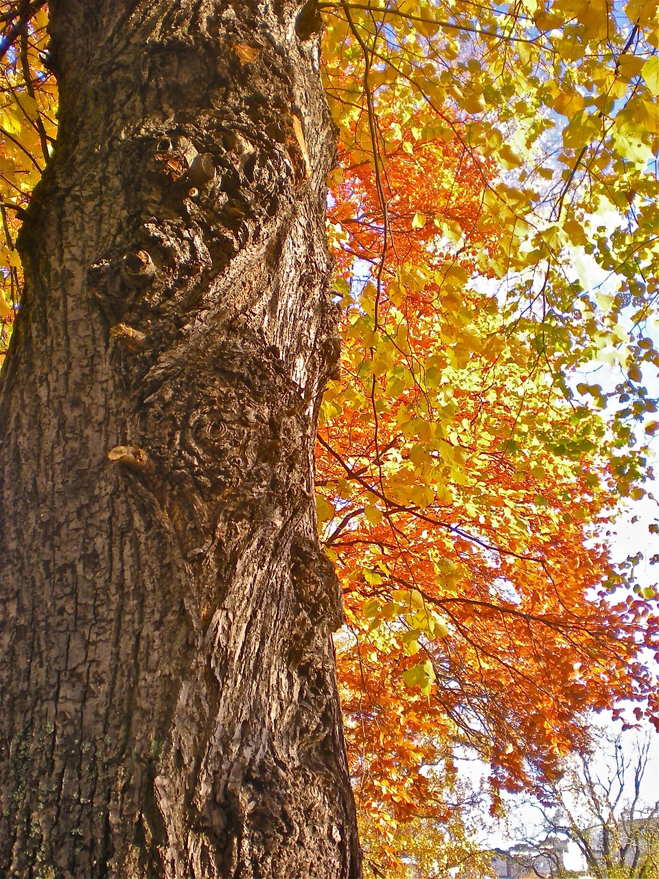 tree tribe autumn leaves free photo