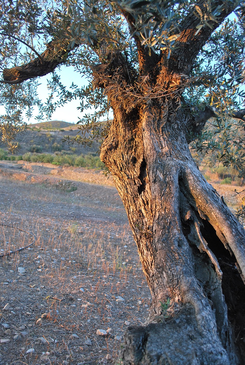 tree olive sun free photo